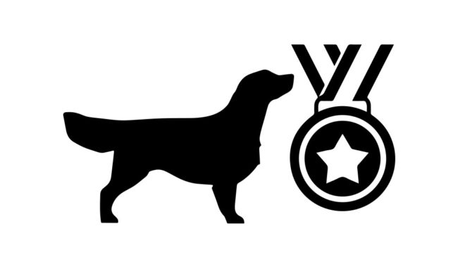 dogshow2